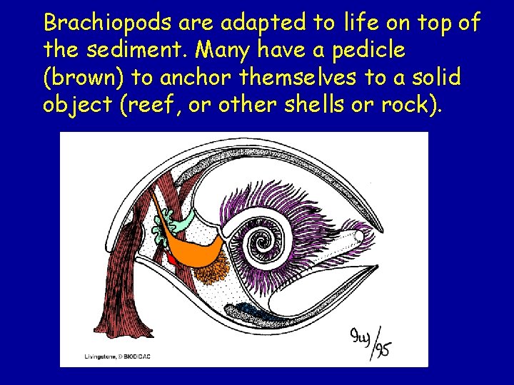 Brachiopods are adapted to life on top of the sediment. Many have a pedicle Brachiopods are adapted to life on top of the sediment. Many have a pedicle