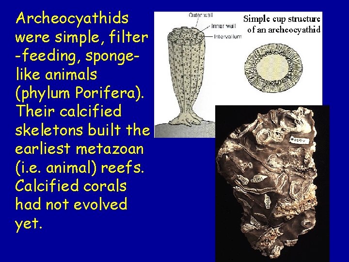 Archeocyathids were simple, filter -feeding, spongelike animals (phylum Porifera). Their calcified skeletons built the Archeocyathids were simple, filter -feeding, spongelike animals (phylum Porifera). Their calcified skeletons built the