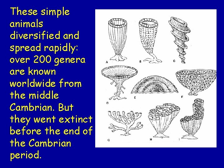 These simple animals diversified and spread rapidly: over 200 genera are known worldwide from These simple animals diversified and spread rapidly: over 200 genera are known worldwide from