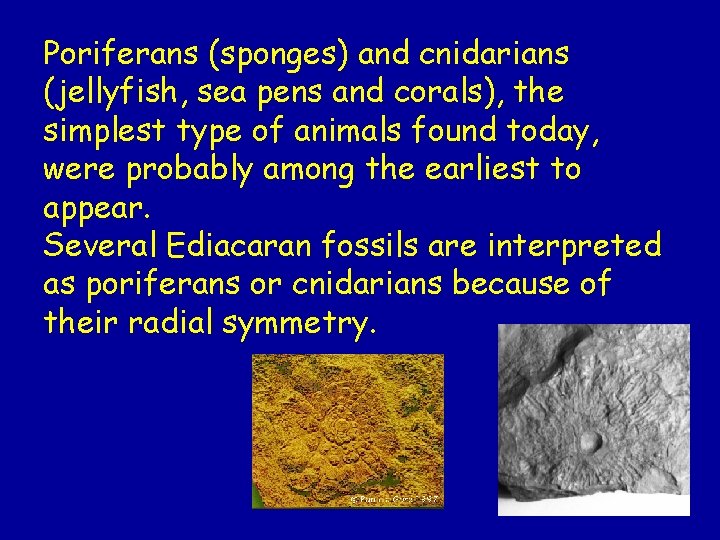 Poriferans (sponges) and cnidarians (jellyfish, sea pens and corals), the simplest type of animals Poriferans (sponges) and cnidarians (jellyfish, sea pens and corals), the simplest type of animals