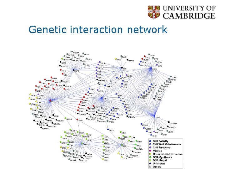 Genetic interaction network 
