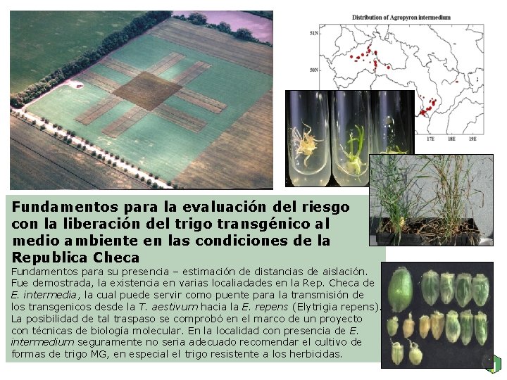 Fundamentos para la evaluación del riesgo con la liberación del trigo transgénico al medio