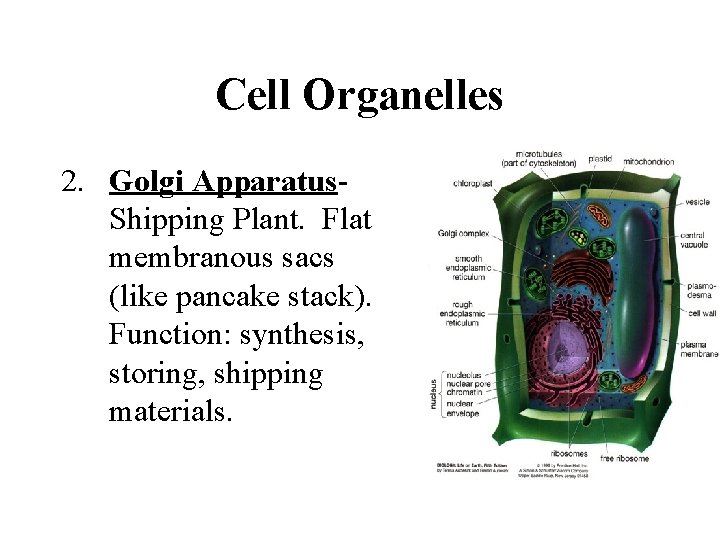 Cell Organelles 2. Golgi Apparatus. Shipping Plant. Flat membranous sacs (like pancake stack). Function: