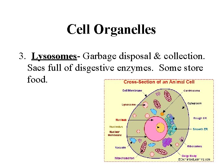 Cell Organelles 3. Lysosomes- Garbage disposal & collection. Sacs full of disgestive enzymes. Some