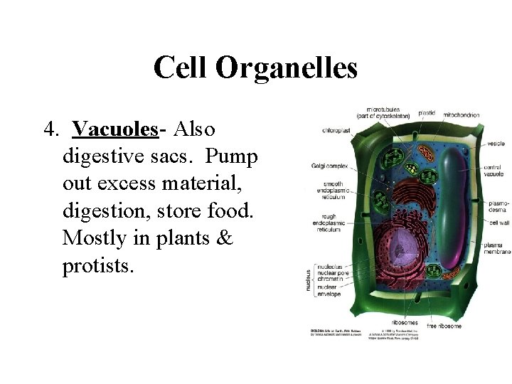 Cell Organelles 4. Vacuoles- Also digestive sacs. Pump out excess material, digestion, store food.