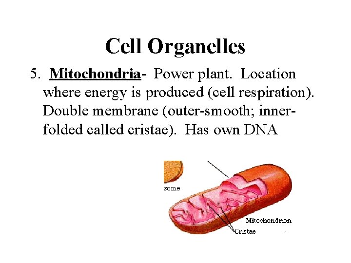 Cell Organelles 5. Mitochondria- Power plant. Location where energy is produced (cell respiration). Double