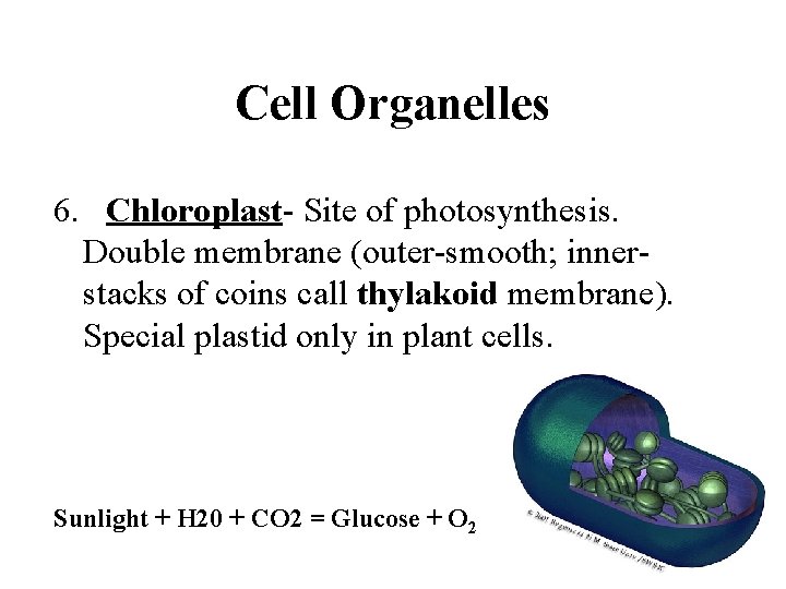 Cell Organelles 6. Chloroplast- Site of photosynthesis. Double membrane (outer-smooth; innerstacks of coins call