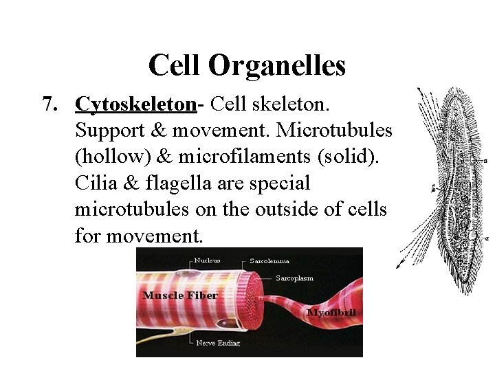 Cell Organelles 7. Cytoskeleton- Cell skeleton. Support & movement. Microtubules (hollow) & microfilaments (solid).