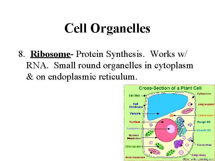 Cell Organelles 8. Ribosome- Protein Synthesis. Works w/ RNA. Small round organelles in cytoplasm