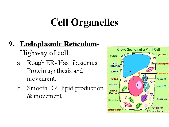 Cell Organelles 9. Endoplasmic Reticulum. Highway of cell. a. Rough ER- Has ribosomes. Protein