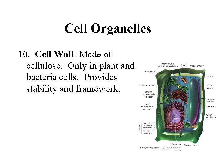 Cell Organelles 10. Cell Wall- Made of cellulose. Only in plant and bacteria cells.