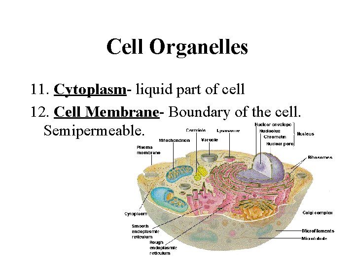 Cell Organelles 11. Cytoplasm- liquid part of cell 12. Cell Membrane- Boundary of the