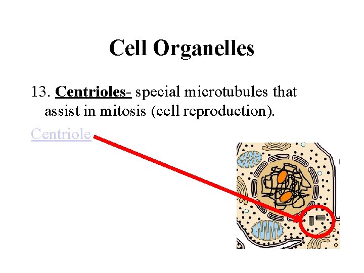 Cell Organelles 13. Centrioles- special microtubules that assist in mitosis (cell reproduction). Centriole 