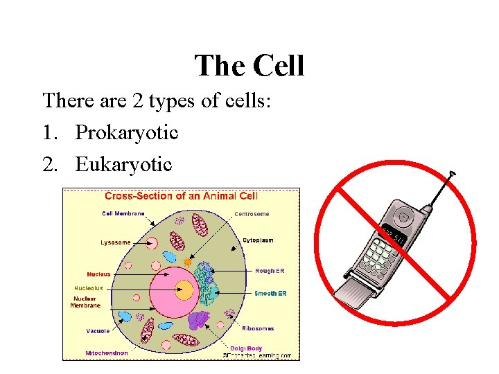 The Cell There are 2 types of cells: 1. Prokaryotic 2. Eukaryotic 