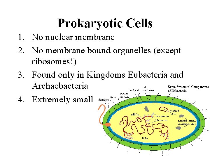 Prokaryotic Cells 1. No nuclear membrane 2. No membrane bound organelles (except ribosomes!) 3.