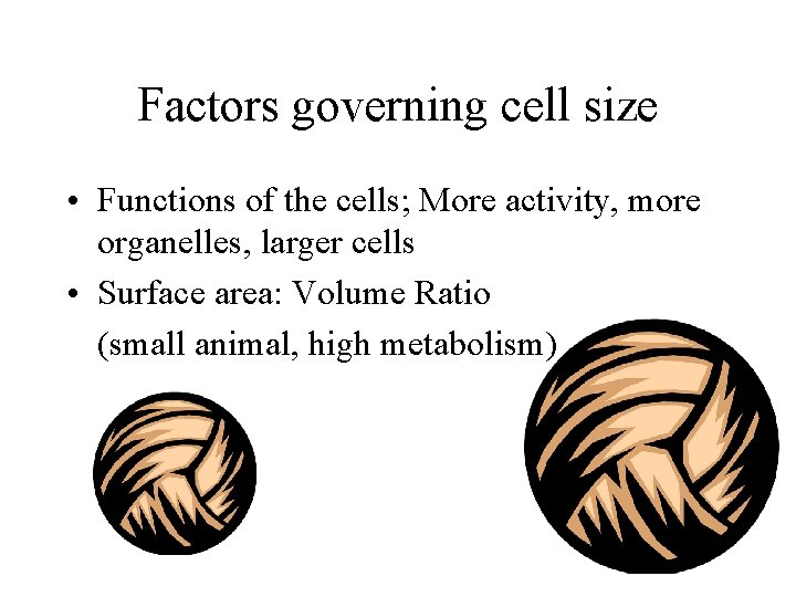 Factors governing cell size • Functions of the cells; More activity, more organelles, larger
