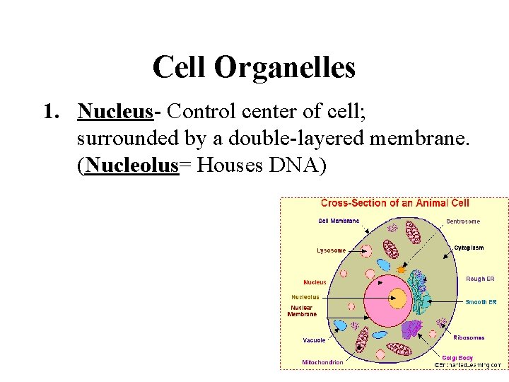 Cell Organelles 1. Nucleus- Control center of cell; surrounded by a double-layered membrane. (Nucleolus=