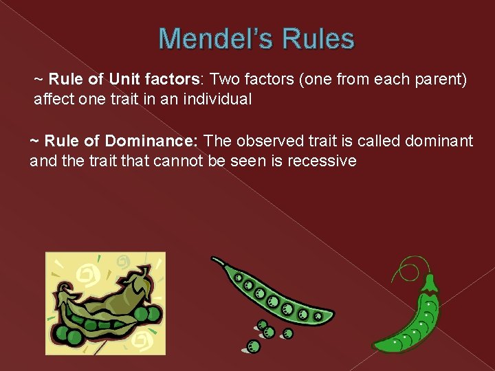 Mendel’s Rules ~ Rule of Unit factors: Two factors (one from each parent) affect Mendel’s Rules ~ Rule of Unit factors: Two factors (one from each parent) affect