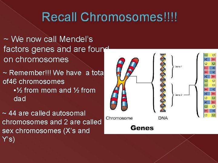 Recall Chromosomes!!!! ~ We now call Mendel’s factors genes and are found on chromosomes Recall Chromosomes!!!! ~ We now call Mendel’s factors genes and are found on chromosomes