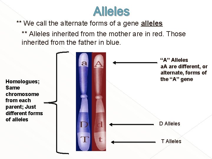 Alleles ** We call the alternate forms of a gene alleles ** Alleles inherited Alleles ** We call the alternate forms of a gene alleles ** Alleles inherited