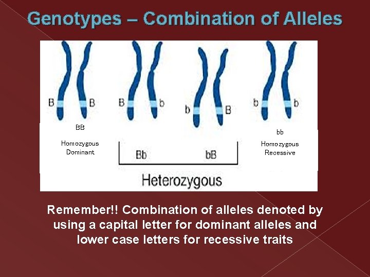 Genotypes – Combination of Alleles BB Homozygous Dominant bb Homozygous Recessive Remember!! Combination of Genotypes – Combination of Alleles BB Homozygous Dominant bb Homozygous Recessive Remember!! Combination of