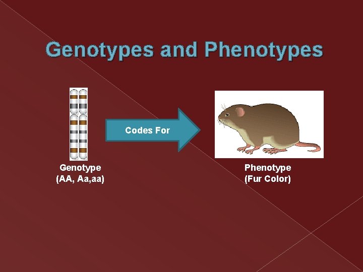 Genotypes and Phenotypes Codes For Genotype (AA, Aa, aa) Phenotype (Fur Color) Genotypes and Phenotypes Codes For Genotype (AA, Aa, aa) Phenotype (Fur Color)