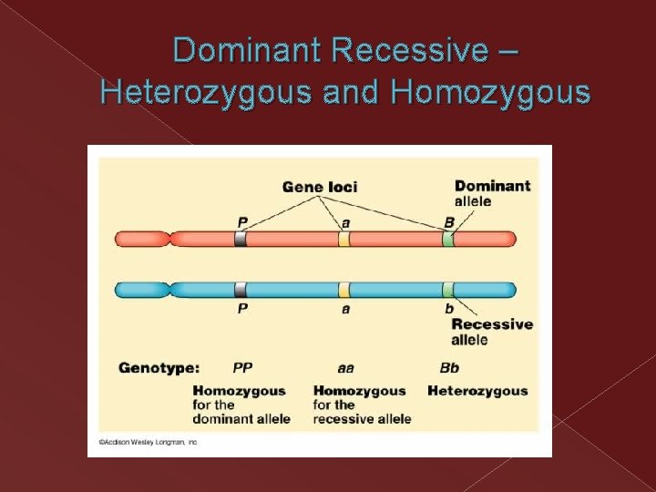Dominant Recessive – Heterozygous and Homozygous Dominant Recessive – Heterozygous and Homozygous