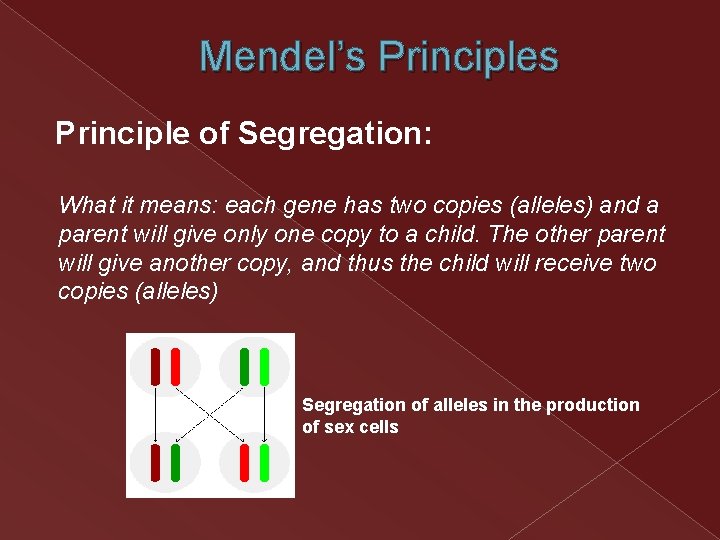 Mendel’s Principle of Segregation: What it means: each gene has two copies (alleles) and Mendel’s Principle of Segregation: What it means: each gene has two copies (alleles) and
