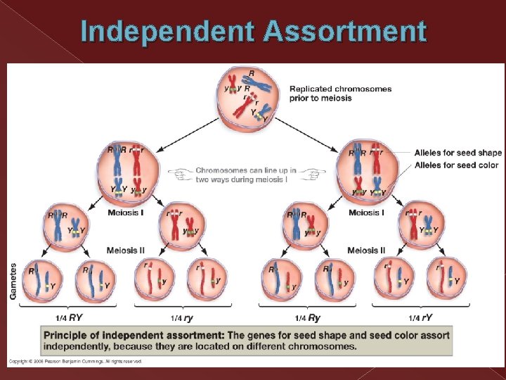 Independent Assortment Independent Assortment