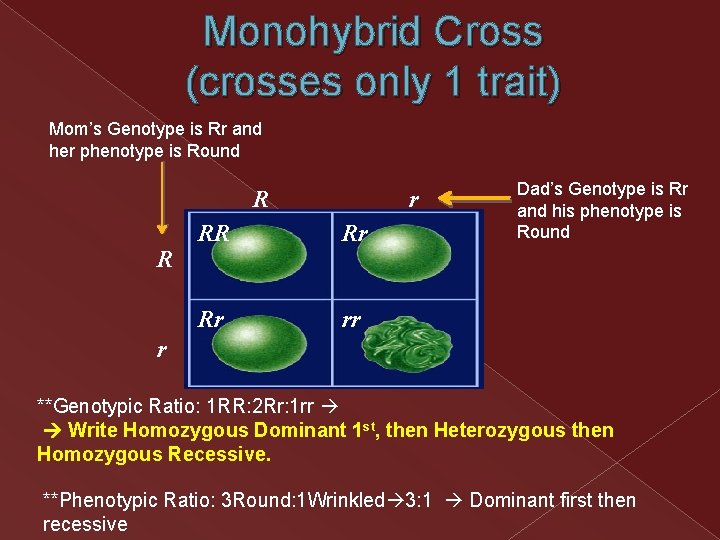 Monohybrid Cross (crosses only 1 trait) Mom’s Genotype is Rr and her phenotype is Monohybrid Cross (crosses only 1 trait) Mom’s Genotype is Rr and her phenotype is