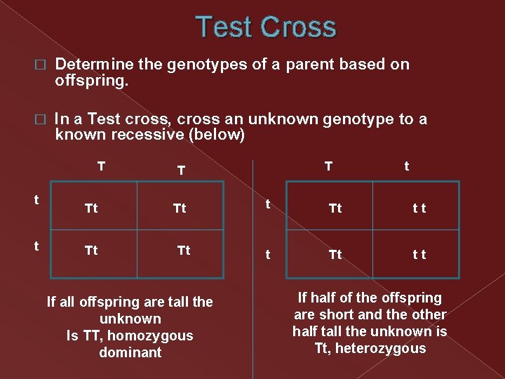 Test Cross � Determine the genotypes of a parent based on offspring. � In Test Cross � Determine the genotypes of a parent based on offspring. � In