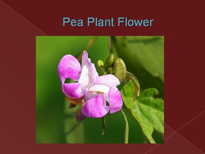 Pea Plant Flower Pea Plant Flower