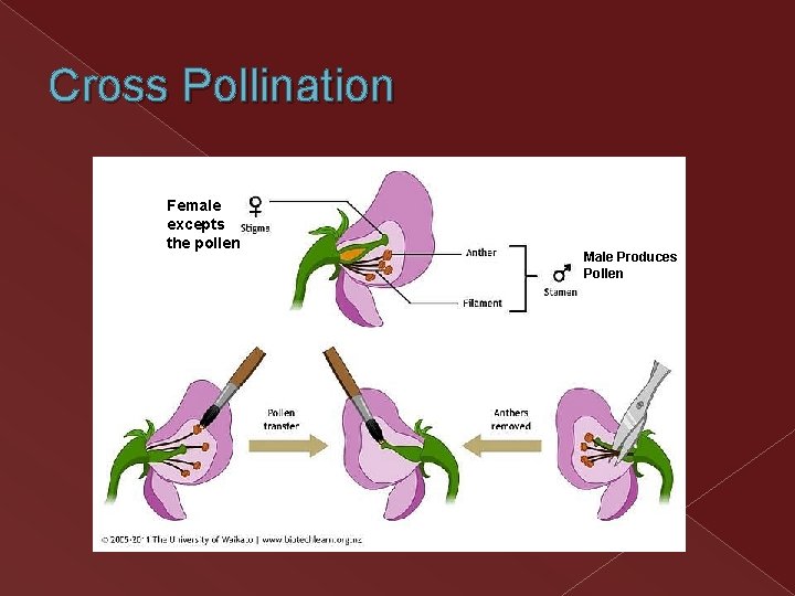 Cross Pollination Female excepts the pollen Male Produces Pollen Cross Pollination Female excepts the pollen Male Produces Pollen