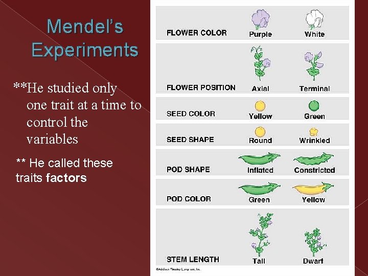 Mendel’s Experiments **He studied only one trait at a time to control the variables Mendel’s Experiments **He studied only one trait at a time to control the variables