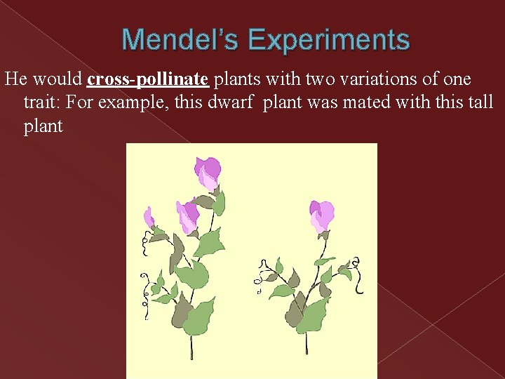 Mendel’s Experiments He would cross-pollinate plants with two variations of one trait: For example, Mendel’s Experiments He would cross-pollinate plants with two variations of one trait: For example,