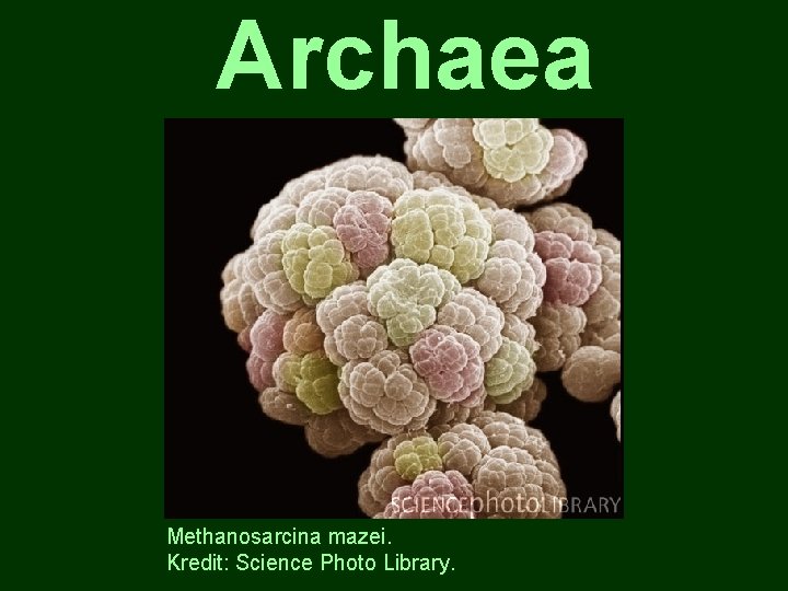 Archaea Methanosarcina mazei. Kredit: Science Photo Library. 