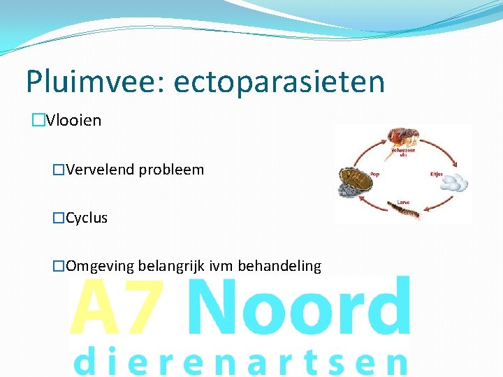 Pluimvee: ectoparasieten �Vlooien �Vervelend probleem �Cyclus �Omgeving belangrijk ivm behandeling 