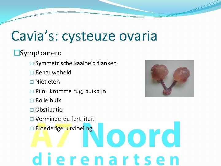 Cavia’s: cysteuze ovaria �Symptomen: � Symmetrische kaalheid flanken � Benauwdheid � Niet eten �