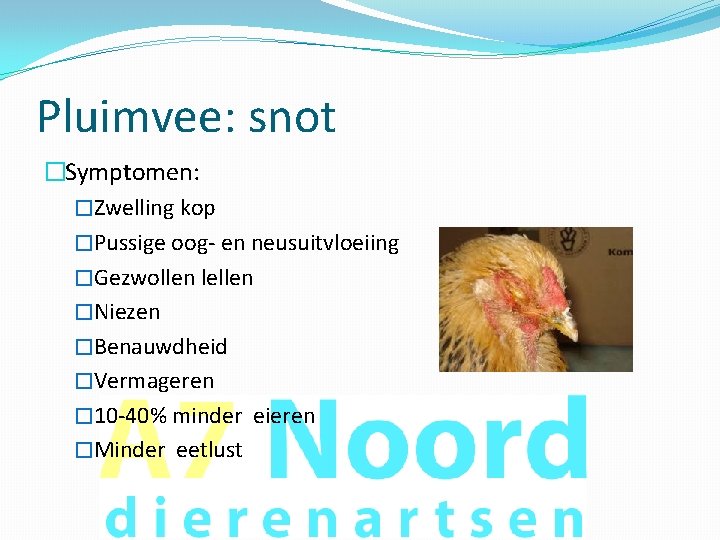 Pluimvee: snot �Symptomen: �Zwelling kop �Pussige oog- en neusuitvloeiing �Gezwollen lellen �Niezen �Benauwdheid �Vermageren