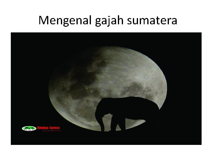 Mengenal gajah sumatera 