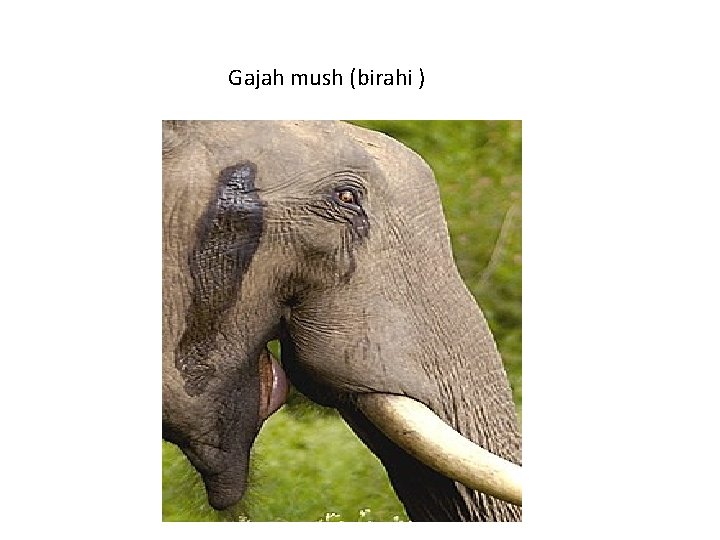 Gajah mush (birahi ) 