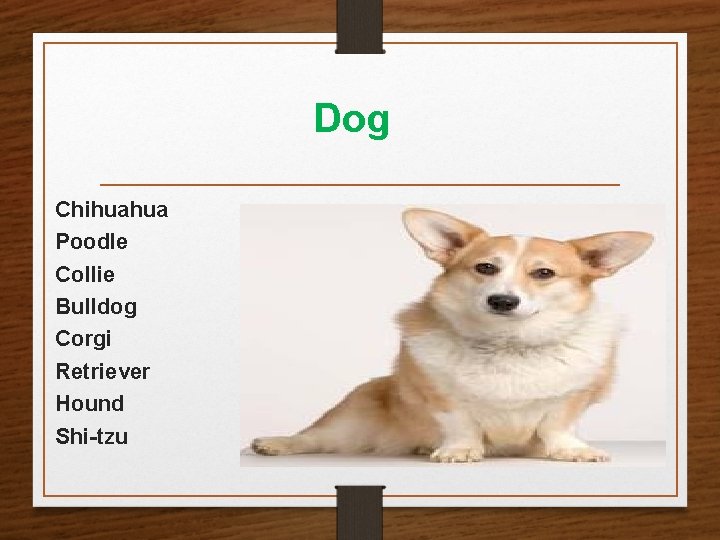 Dog Chihuahua Poodle Collie Bulldog Corgi Retriever Hound Shi-tzu Dog Chihuahua Poodle Collie Bulldog Corgi Retriever Hound Shi-tzu