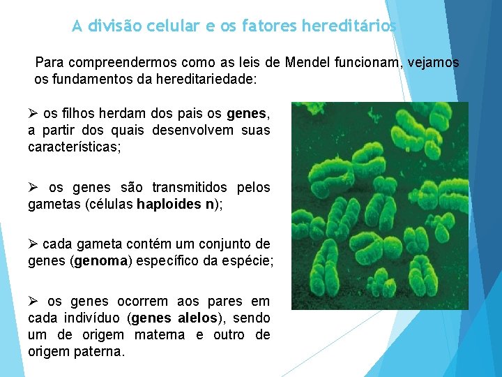 A divisão celular e os fatores hereditários Para compreendermos como as leis de Mendel