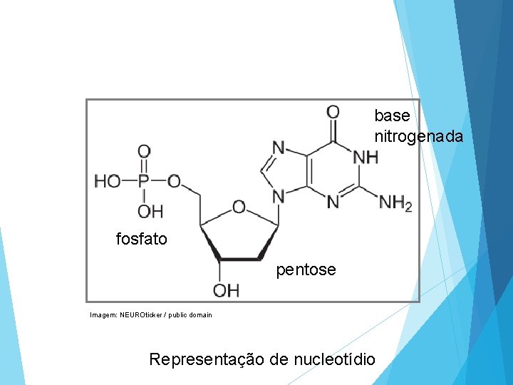 base nitrogenada fosfato pentose Imagem: NEUROticker / public domain Representação de nucleotídio 