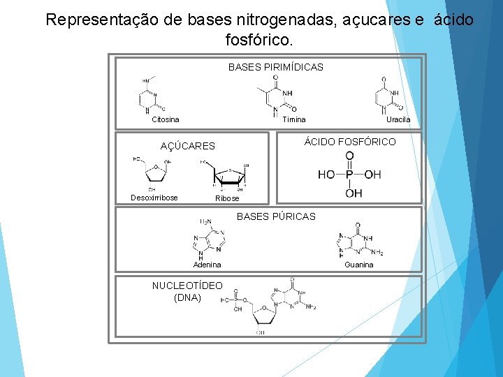 Representação de bases nitrogenadas, açucares e ácido fosfórico. BASES PIRIMÍDICAS Citosina ÁCIDO FOSFÓRICO AÇÚCARES
