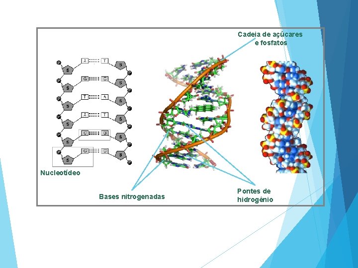 Cadeia de açúcares e fosfatos Nucleotídeo Bases nitrogenadas Pontes de hidrogênio 