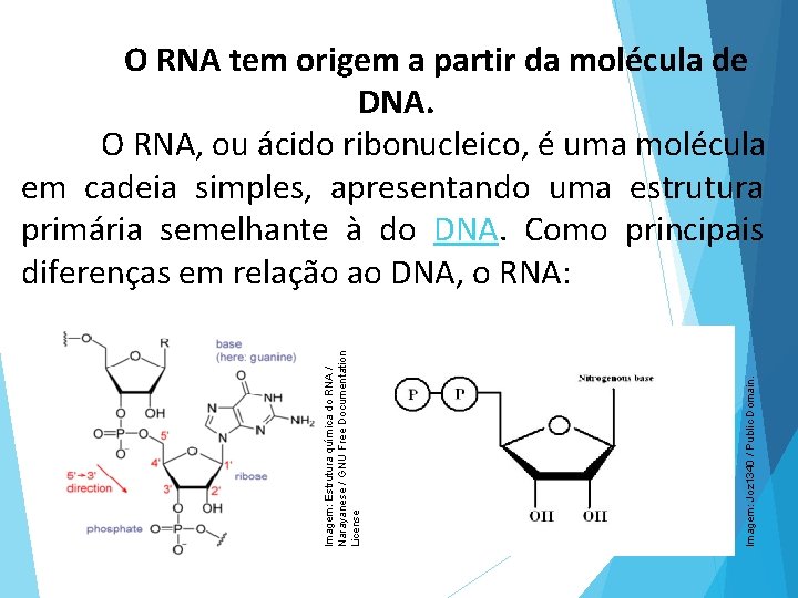 Imagem: Joz 1340 / Public Domain. Imagem: Estrutura química do RNA / Narayanese /
