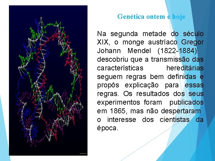 Genética ontem e hoje Na segunda metade do século XIX, o monge austríaco Gregor