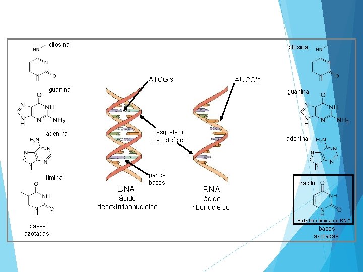 citosina ATCG’s AUCG’s guanina esqueleto fosfoglicídico adenina timina DNA par de bases ácido desoxirribonucleico