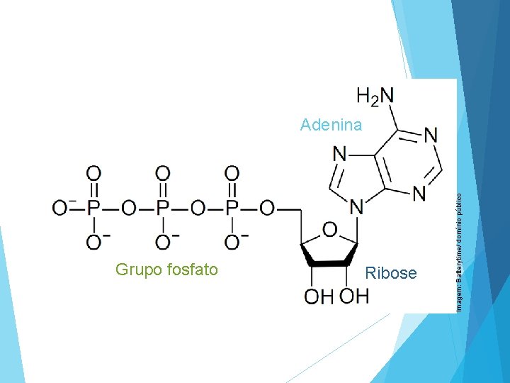 Grupo fosfato Ribose Imagem: Batterytime/ domínio público Adenina 